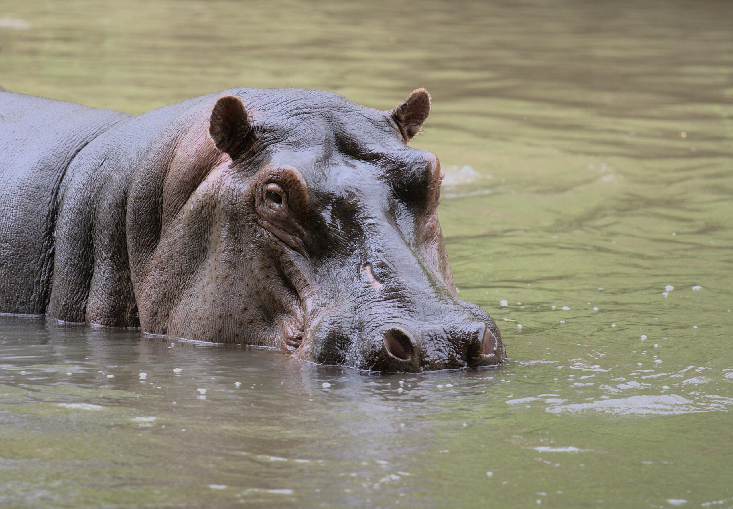 A hippopotamus partially submerged in a river in Meru, Kenya, captured in a close-up view.
